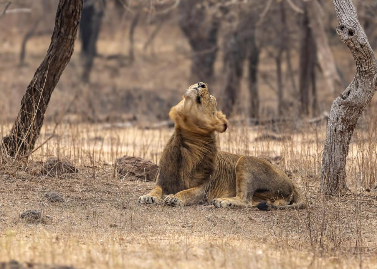 Gir Birding Lodge Sasan Gir Exteriör bild