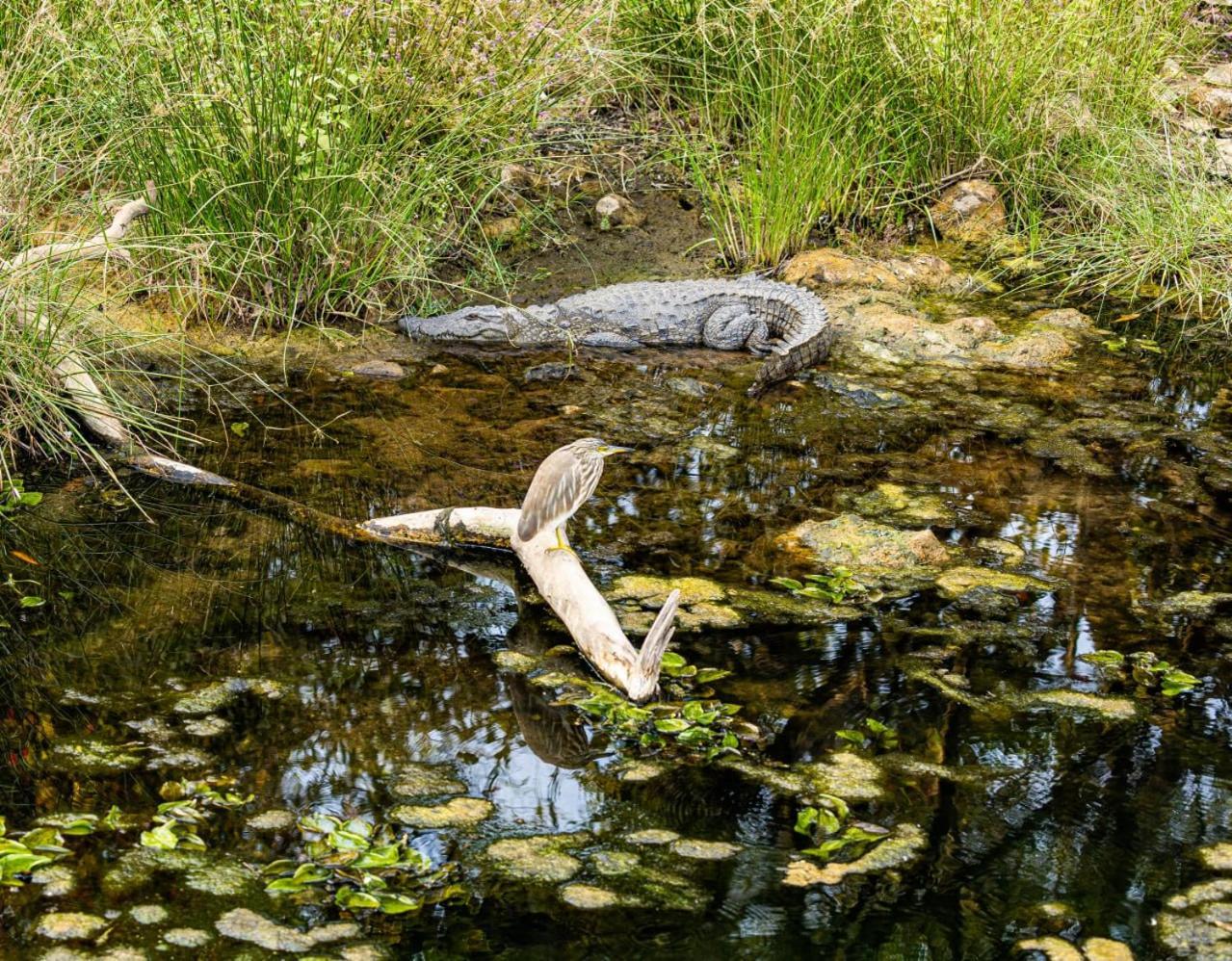 Gir Birding Lodge Sasan Gir Exteriör bild