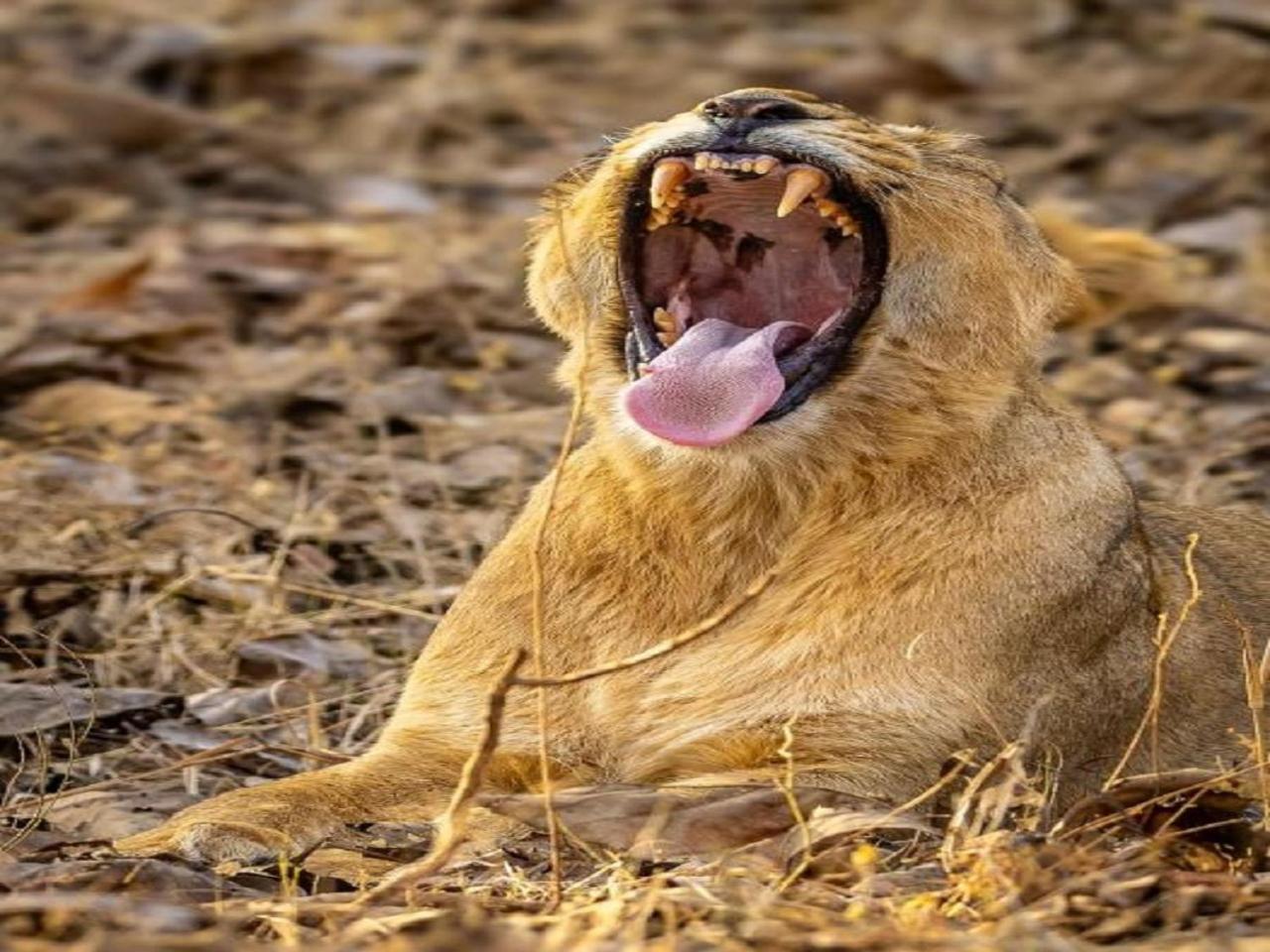 Gir Birding Lodge Sasan Gir Exteriör bild