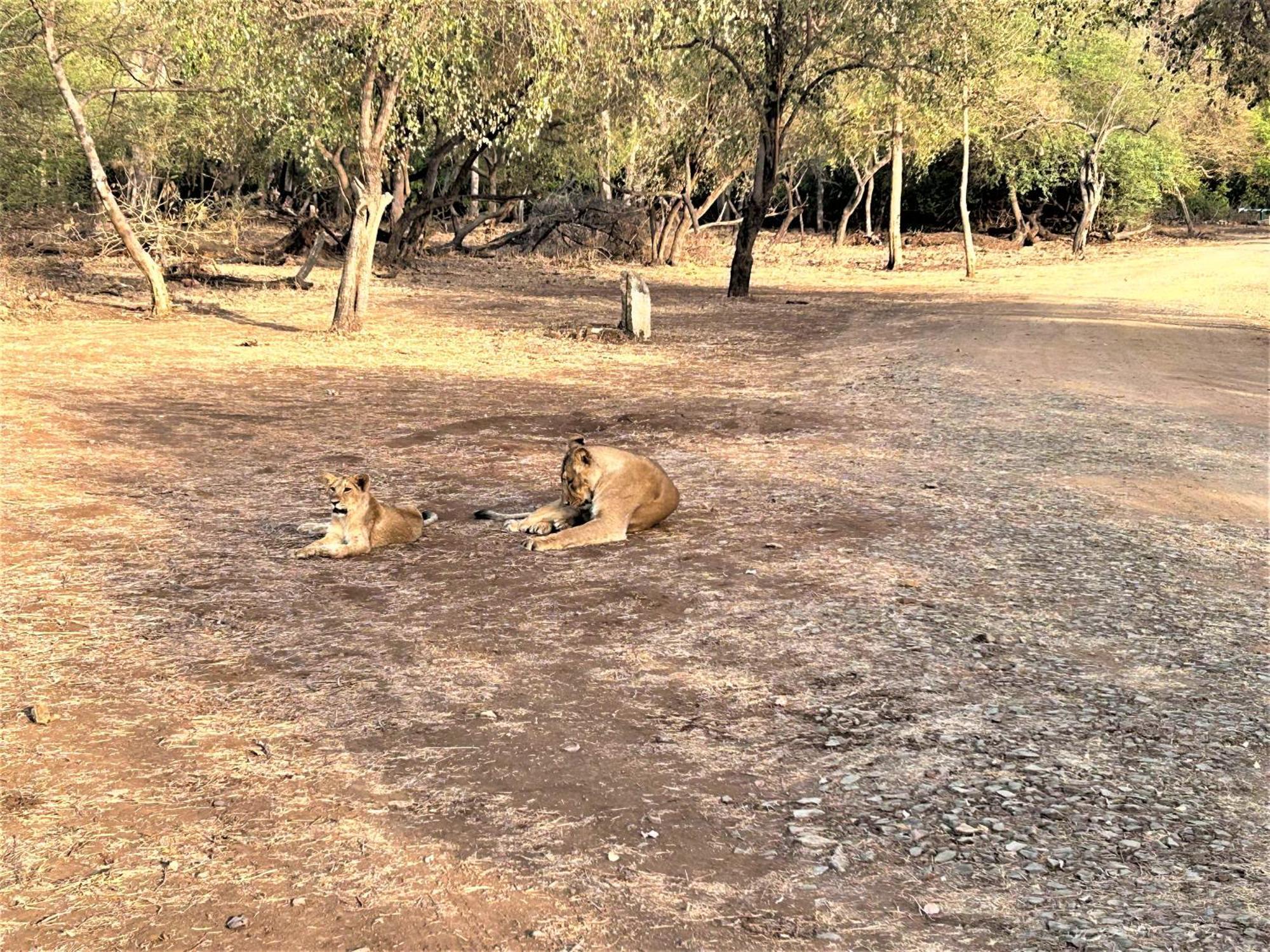 Gir Birding Lodge Sasan Gir Exteriör bild